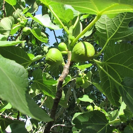 Alojamento de Acomodação e Pequeno-almoço Le Querce Di Campolungo