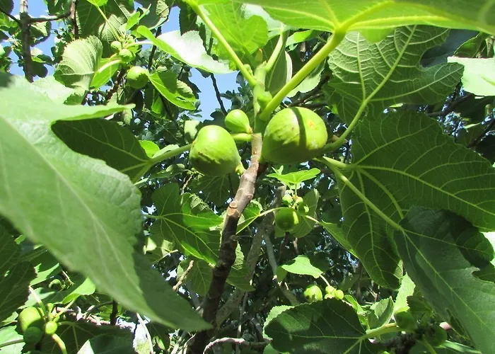 Bed & Breakfast Le Querce Di Campolungo